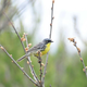 This warbler doesn’t mind being referred to as a dinosaur.